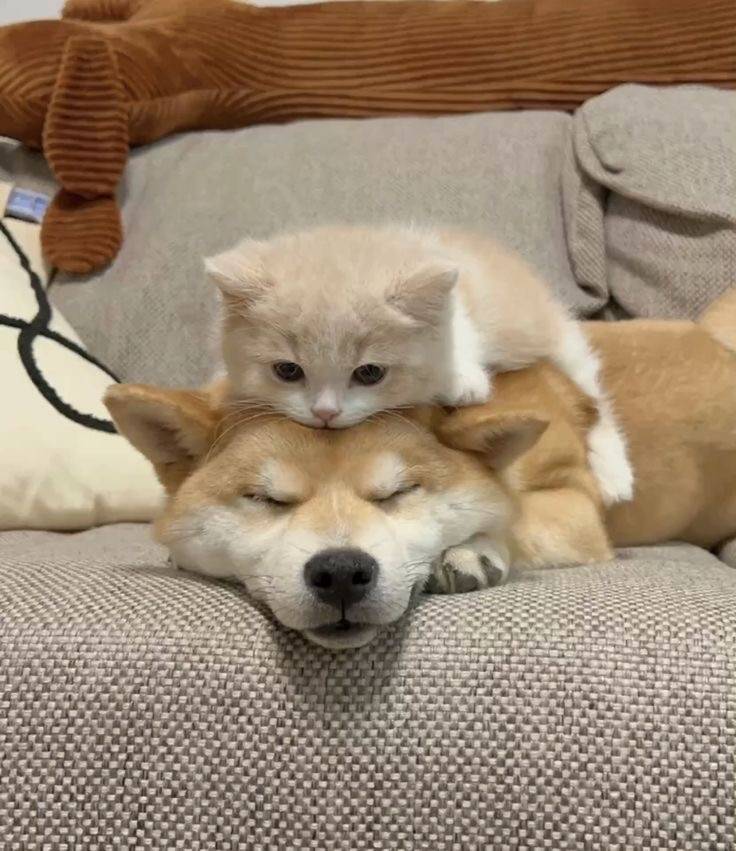 [잡담] 강아지 고양이 같이찍은 사진보면 왜 고양이 표정은 썩어있지..? | 인스티즈
