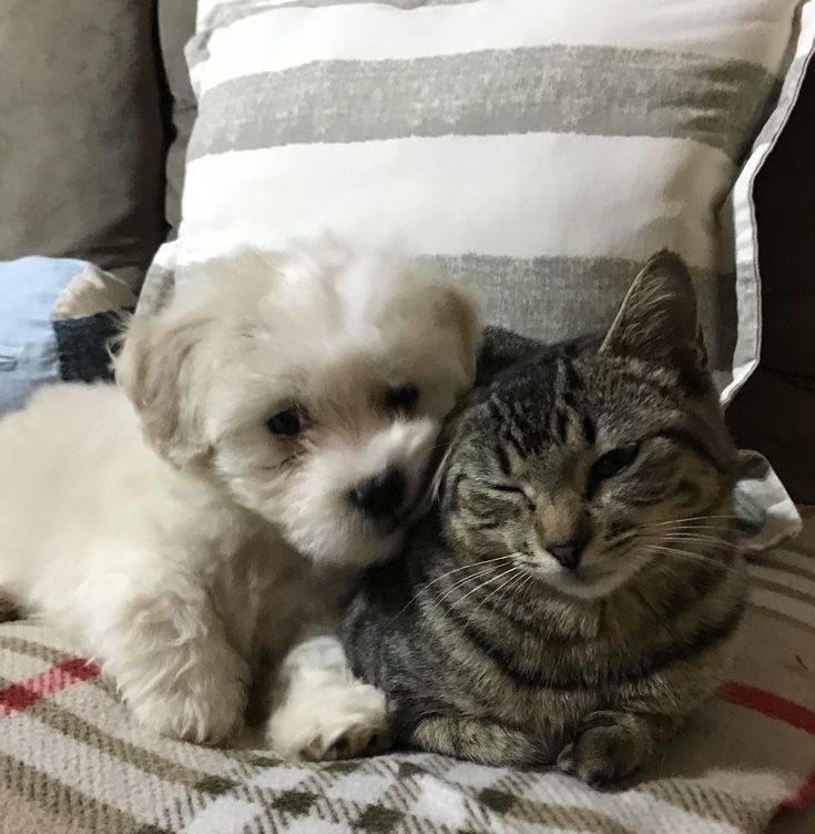 [잡담] 강아지 고양이 같이찍은 사진보면 왜 고양이 표정은 썩어있지..? | 인스티즈