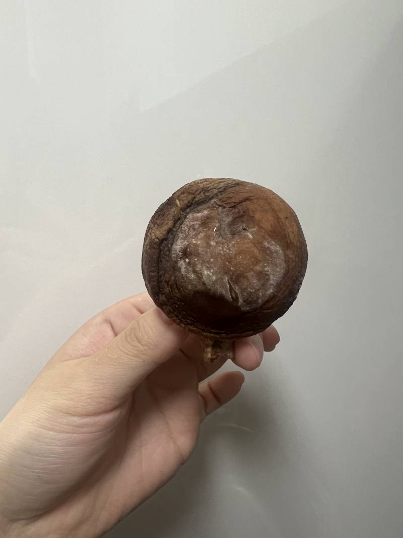 [잡담] 이거 버섯 흰색 올라왔는데 먹어도되낭?? | 인스티즈