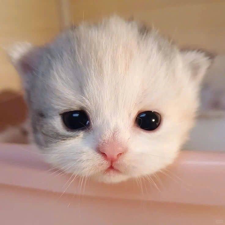 [잡담] 개웃곀 | 인스티즈