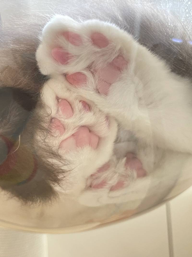 [잡담] 우리집 냥이 자는거 보고 입틀막함🐾🤍🤍 | 인스티즈