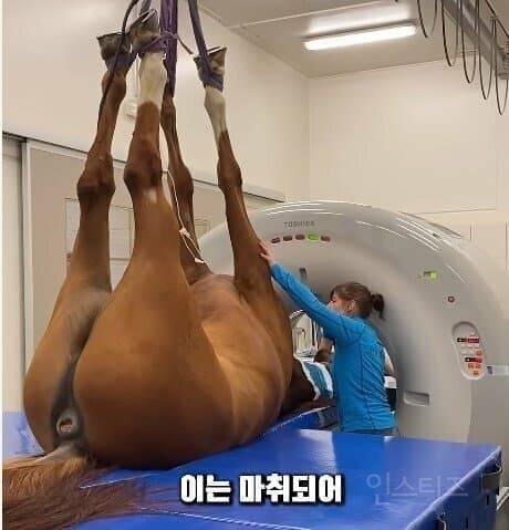 다양한 동물들 MRI 촬영 모습 | 인스티즈