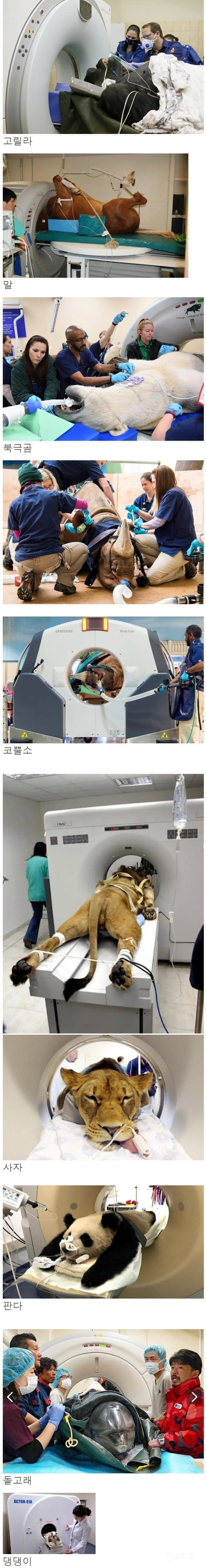 다양한 동물들 MRI 촬영 모습 | 인스티즈
