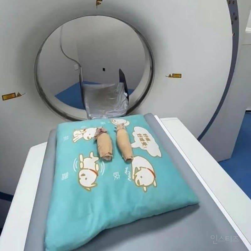 다양한 동물들 MRI 촬영 모습 | 인스티즈
