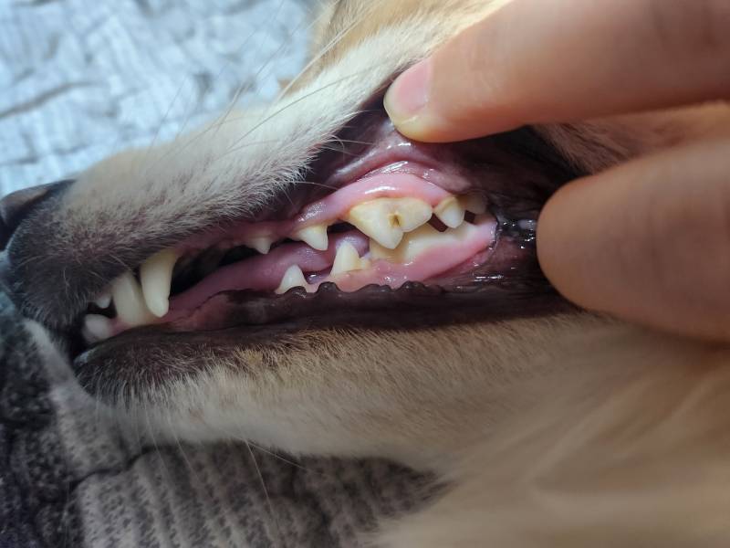 [잡담] 강아지 2살인데 치석 좀 심하지 | 인스티즈