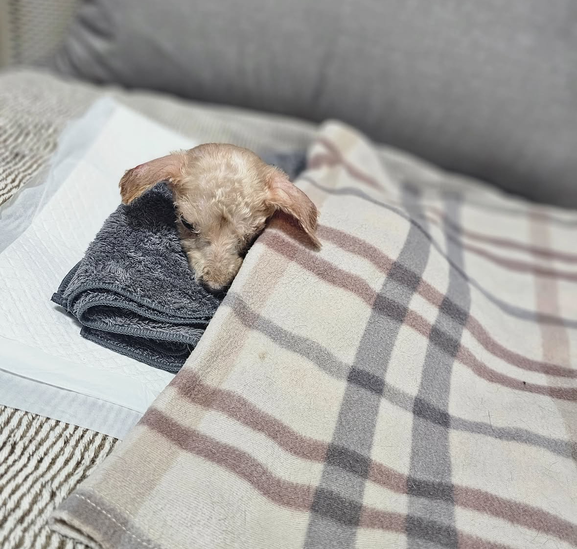 [잡담] 김서형 배우님 노견 아기 입양하셨구나🥹🐶 | 인스티즈