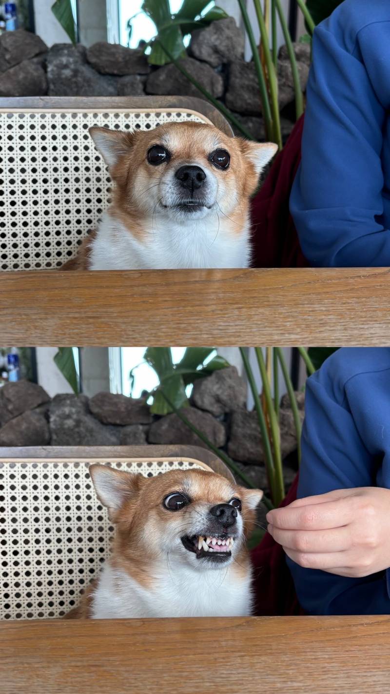 [잡담] 두얼굴의 강아지 너무 무섭지않니?... | 인스티즈