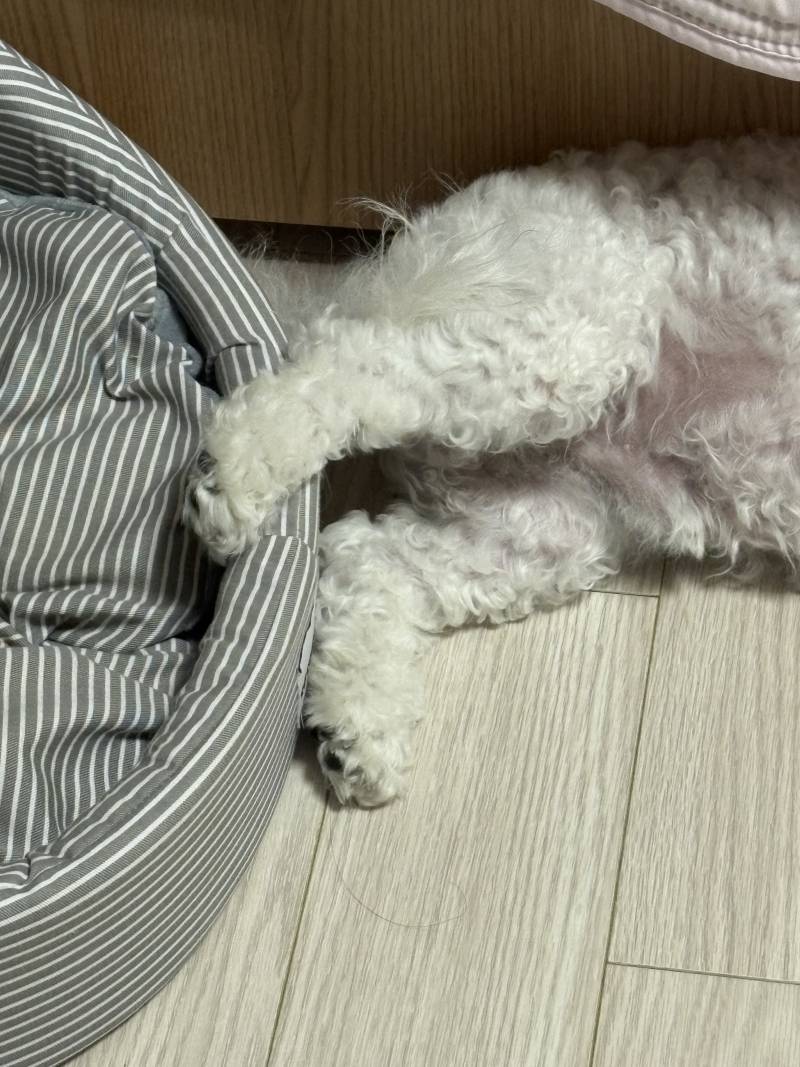[잡담] 혹시 강아지도 다리 올리고 자면 편해? | 인스티즈