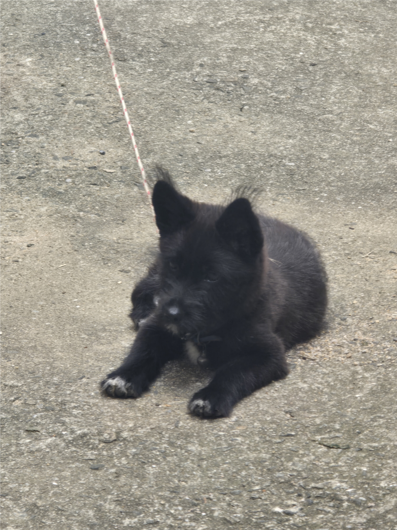 [잡담] 얘네 둘이 같은 강아지같아 ???? ㅠㅠ 주인 찾아주는 중이라 봐주라 ㅠㅠㅜㅠㅠㅠ | 인스티즈