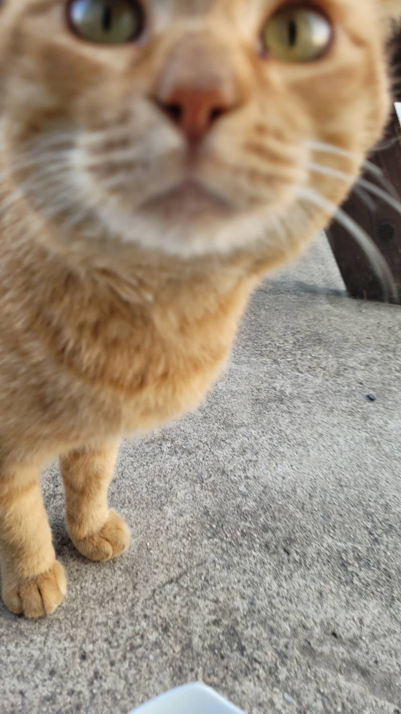 [잡담] 멍충고양이사진 | 인스티즈