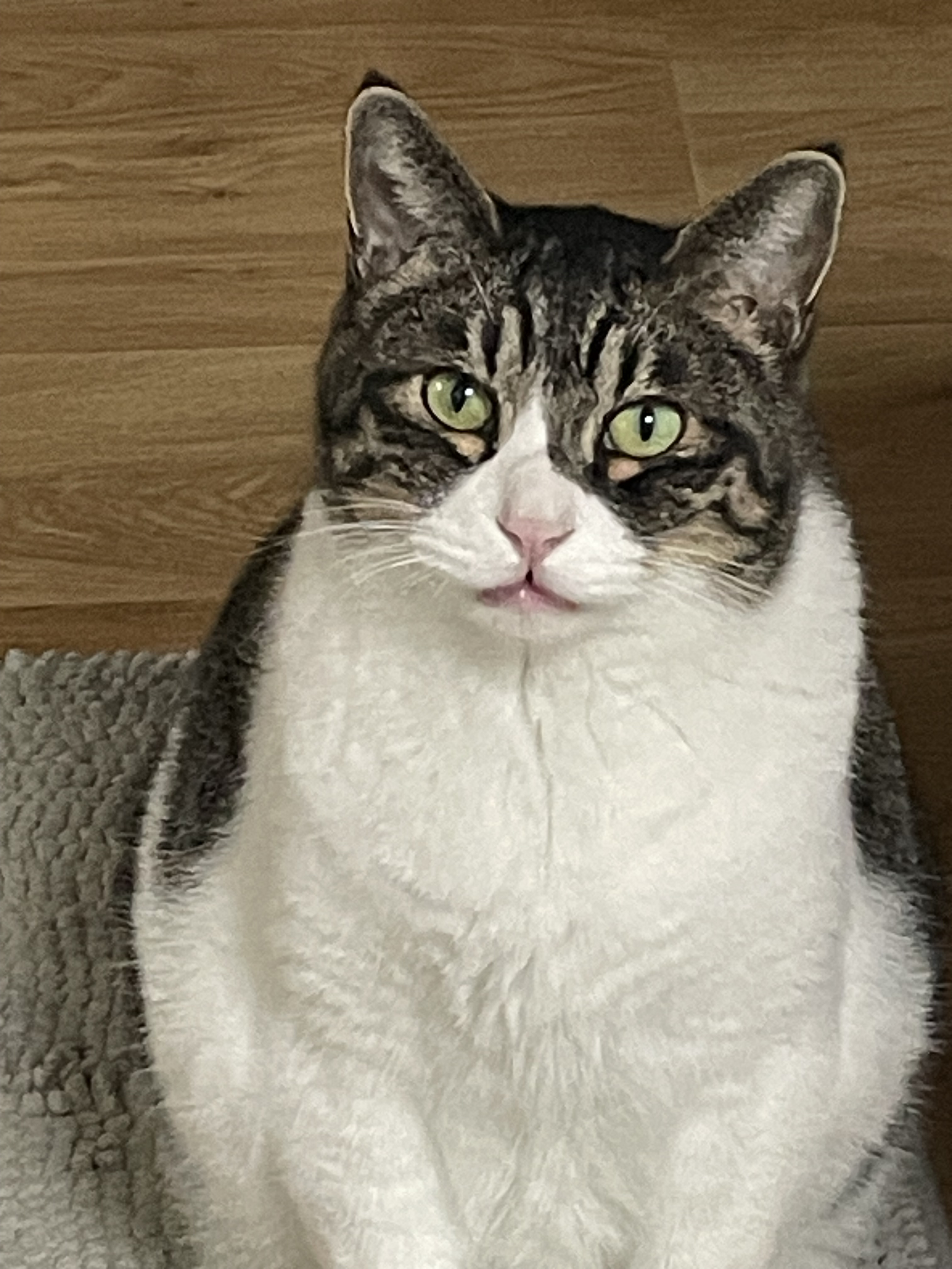 [잡담] 우리집 고양이 짱귀엽지 대지고양이야 | 인스티즈