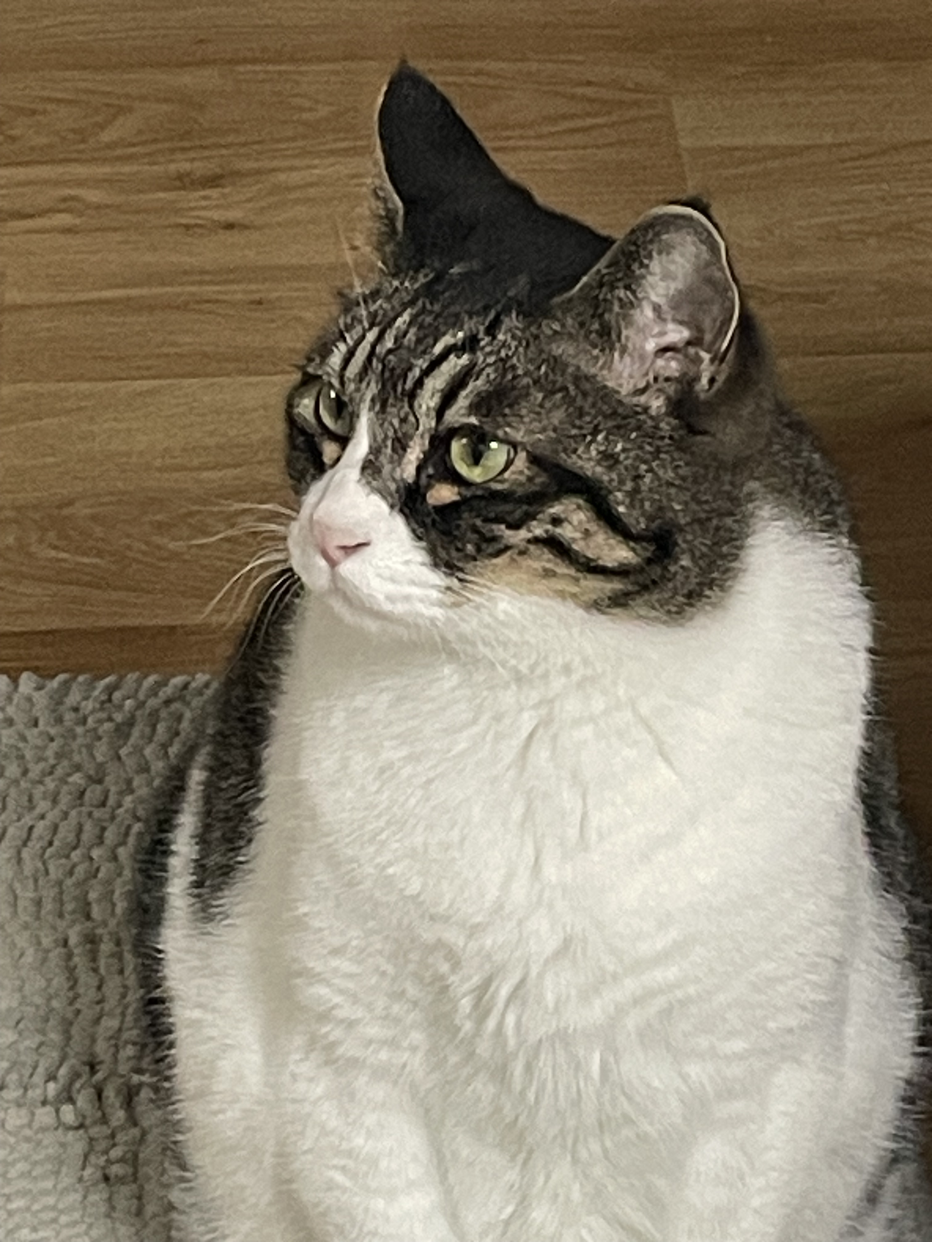 [잡담] 우리집 고양이 짱귀엽지 대지고양이야 | 인스티즈