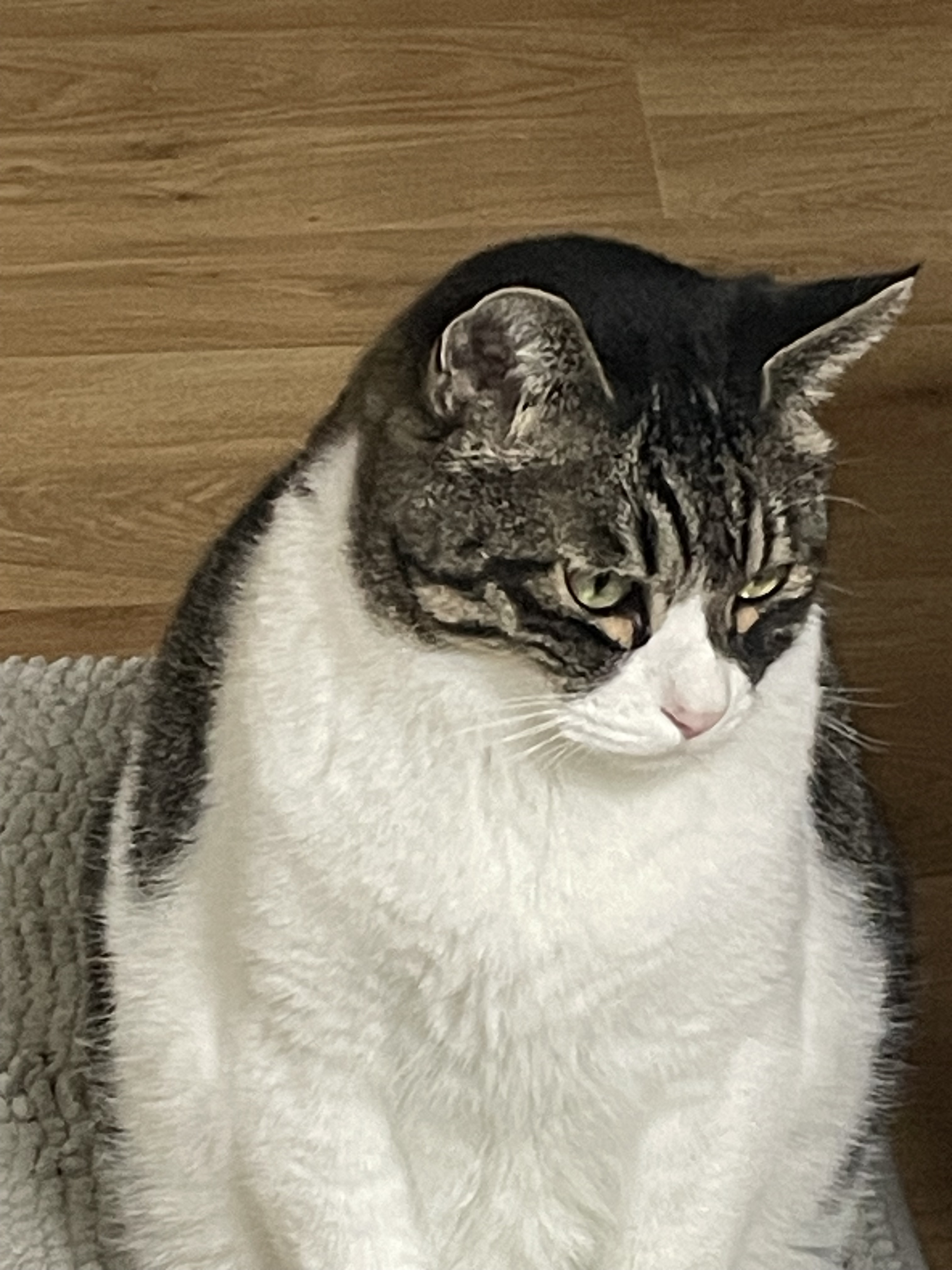 [잡담] 우리집 고양이 짱귀엽지 대지고양이야 | 인스티즈