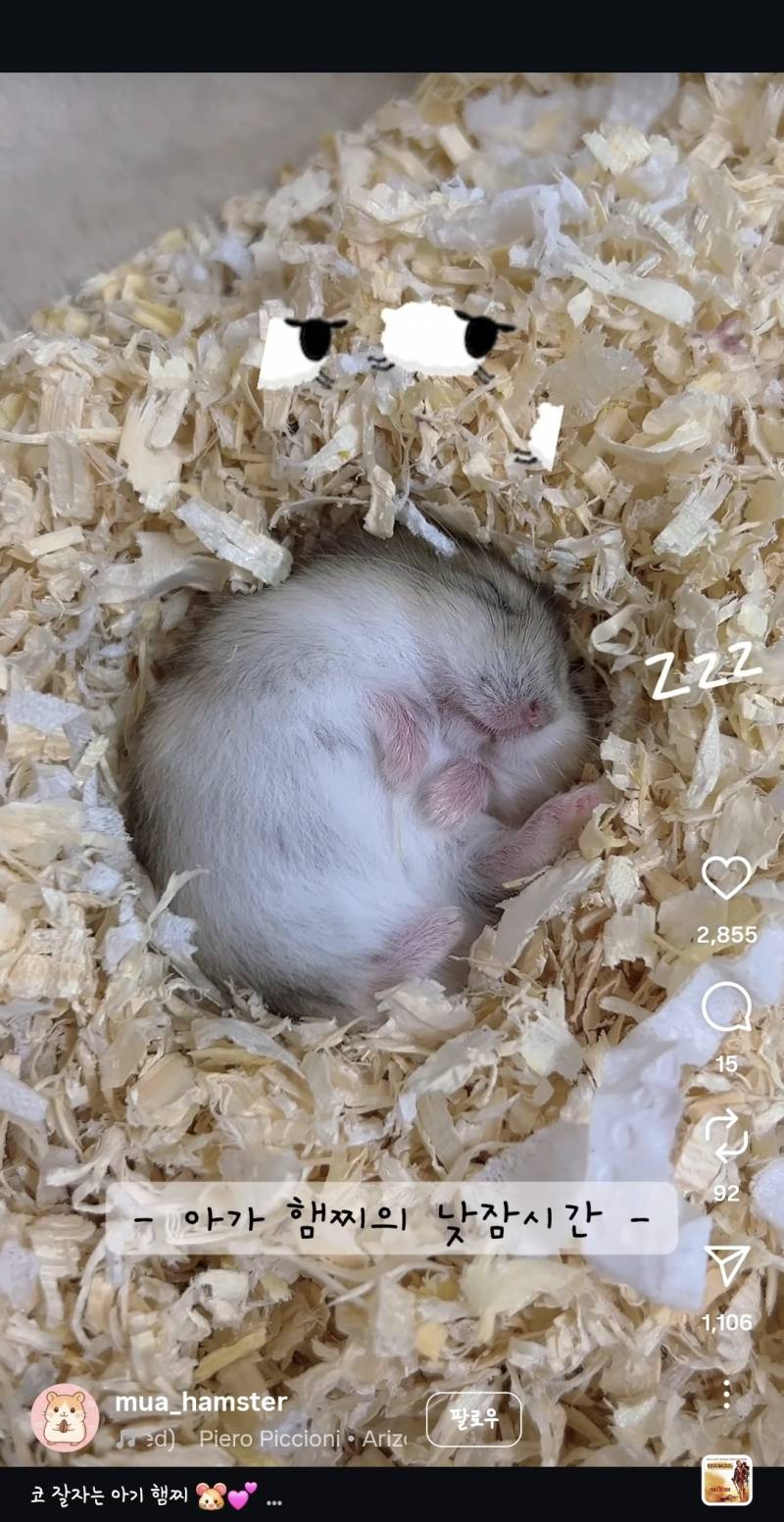 [잡담] 와...아기햄스터 뽀송한거봐 | 인스티즈