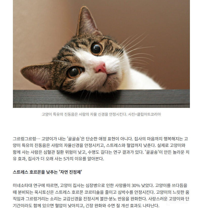 그르렁, 고양이 '골골송'이 사람을 살린다?...집사가 더 오래 사는 이유 5가지 | 인스티즈