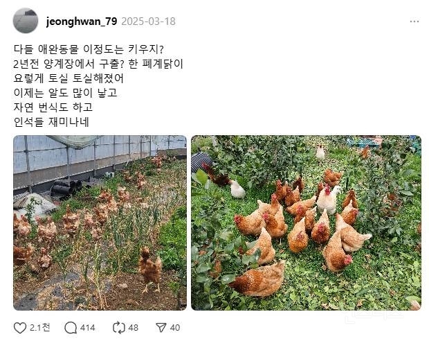 폐계닭을 데려와 방목했더니.jpg | 인스티즈