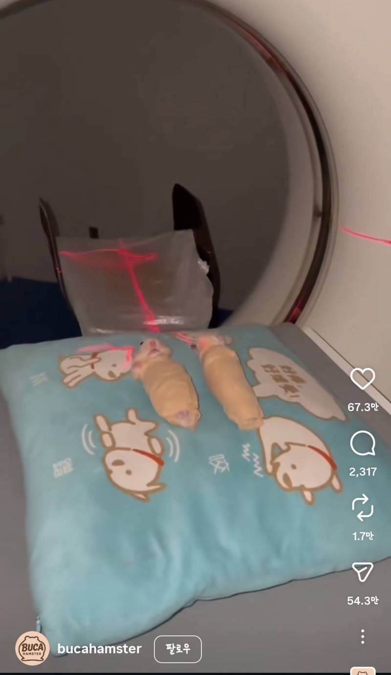 [잡담] 햄스터 ct 찍느라 테이핑 한거봐ㅠㅋㅋㅋㅋㅋ | 인스티즈