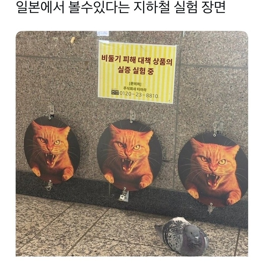 [잡담] 비둘기의 어떤 점이 킹받아? | 인스티즈
