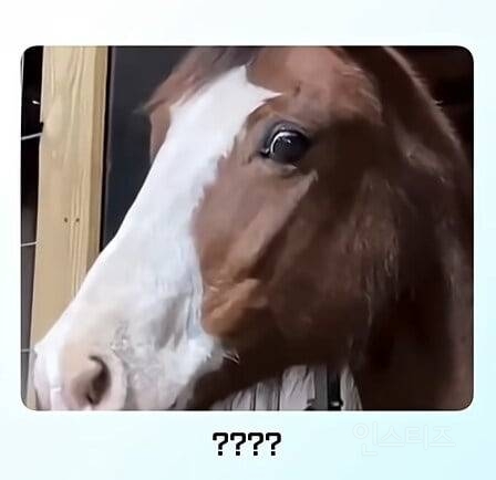 얼룩말을 처음 본 말의 반응ㅋㅋㅋ.jpg | 인스티즈