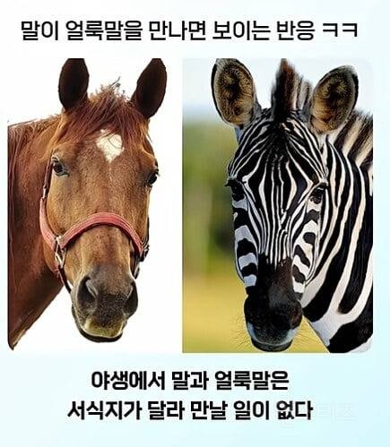 얼룩말을 처음 본 말의 반응ㅋㅋㅋ.jpg | 인스티즈
