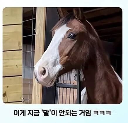 얼룩말을 처음 본 말의 반응ㅋㅋㅋ.jpg | 인스티즈