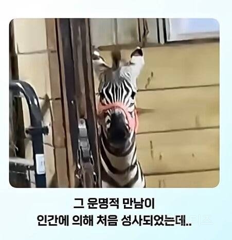 얼룩말을 처음 본 말의 반응ㅋㅋㅋ.jpg | 인스티즈