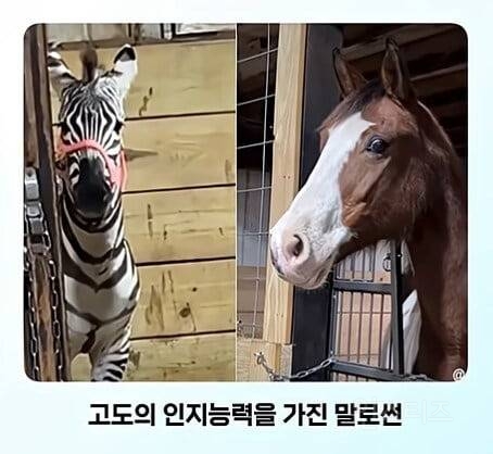 얼룩말을 처음 본 말의 반응ㅋㅋㅋ.jpg | 인스티즈
