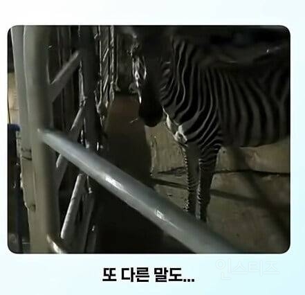 얼룩말을 처음 본 말의 반응ㅋㅋㅋ.jpg | 인스티즈