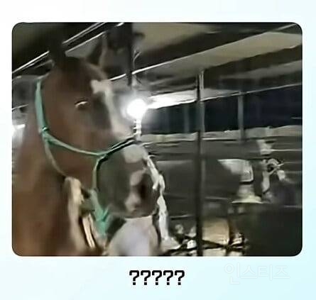 얼룩말을 처음 본 말의 반응ㅋㅋㅋ.jpg | 인스티즈
