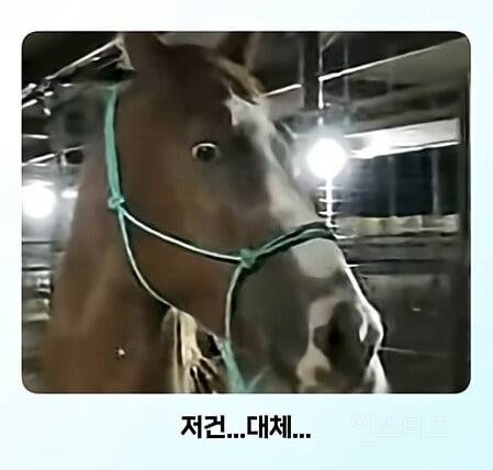 얼룩말을 처음 본 말의 반응ㅋㅋㅋ.jpg | 인스티즈