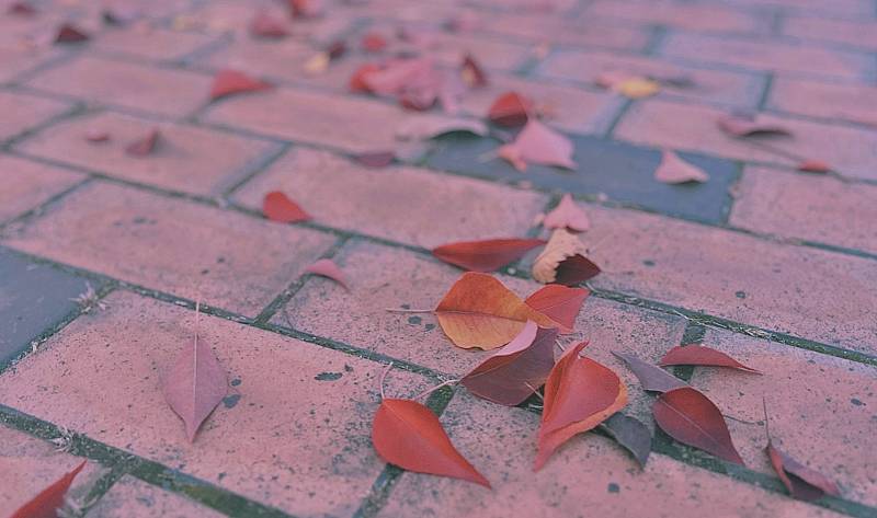 [잡담] 단풍잎보정해봤오 | 인스티즈