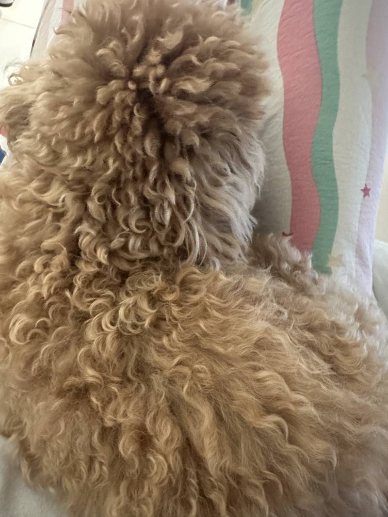 [잡담] 진짜 나른하고 행복한 일요일 누구나 날 부러워할걸 현타주의 | 인스티즈