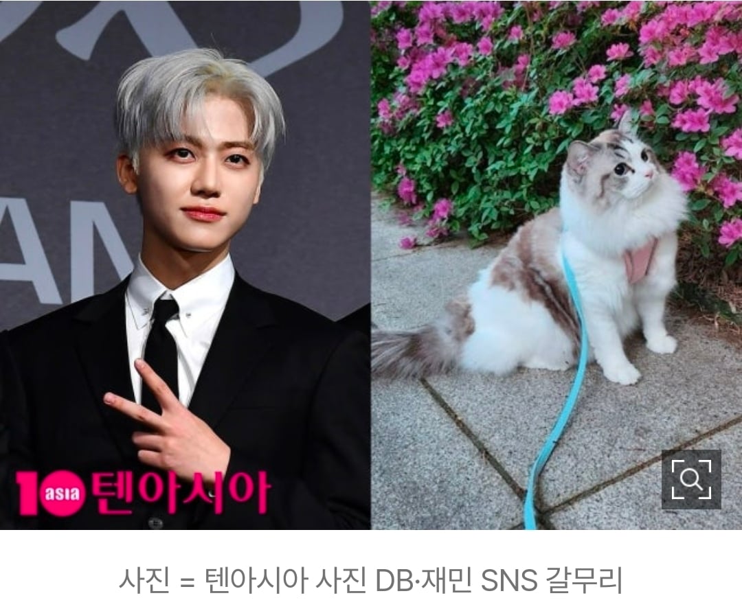 [마플] NCT드림 재민, 고양이 산책 인스타 업로드...동물학대논란 | 인스티즈