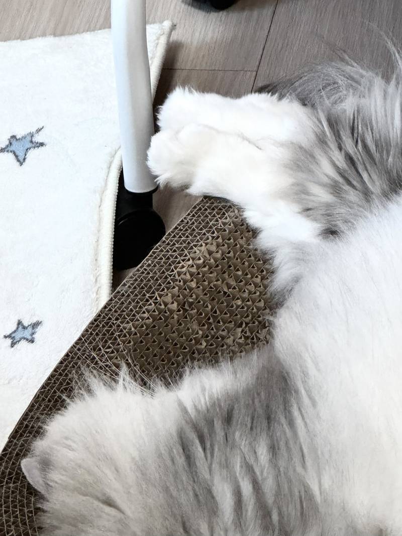 [잡담] 고양이 쭈욱 뻗은 뒷발 너무 귀엽구 먹고싶다 | 인스티즈
