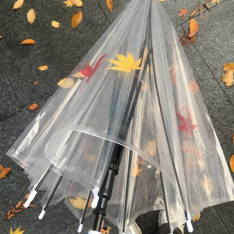 [잡담] 오늘 단풍잎 떨어진 게 너무 예쁜 거야 | 인스티즈