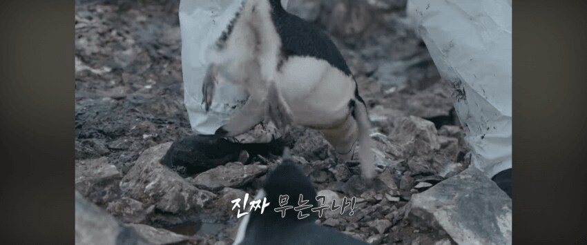 [마플] 백종원 프로는 또 난리났대 펭귄을 무슨 닭 잡듯이 거꾸로 듦 | 인스티즈