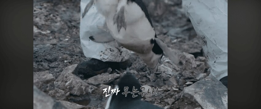 [마플] 백종원 프로는 또 난리났대 펭귄을 무슨 닭 잡듯이 거꾸로 듦 | 인스티즈