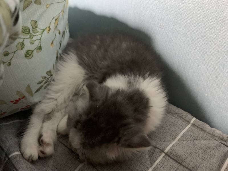 [잡담] 어제 고양이 분양 받아왔는데 이정도면 끝난거임?? | 인스티즈