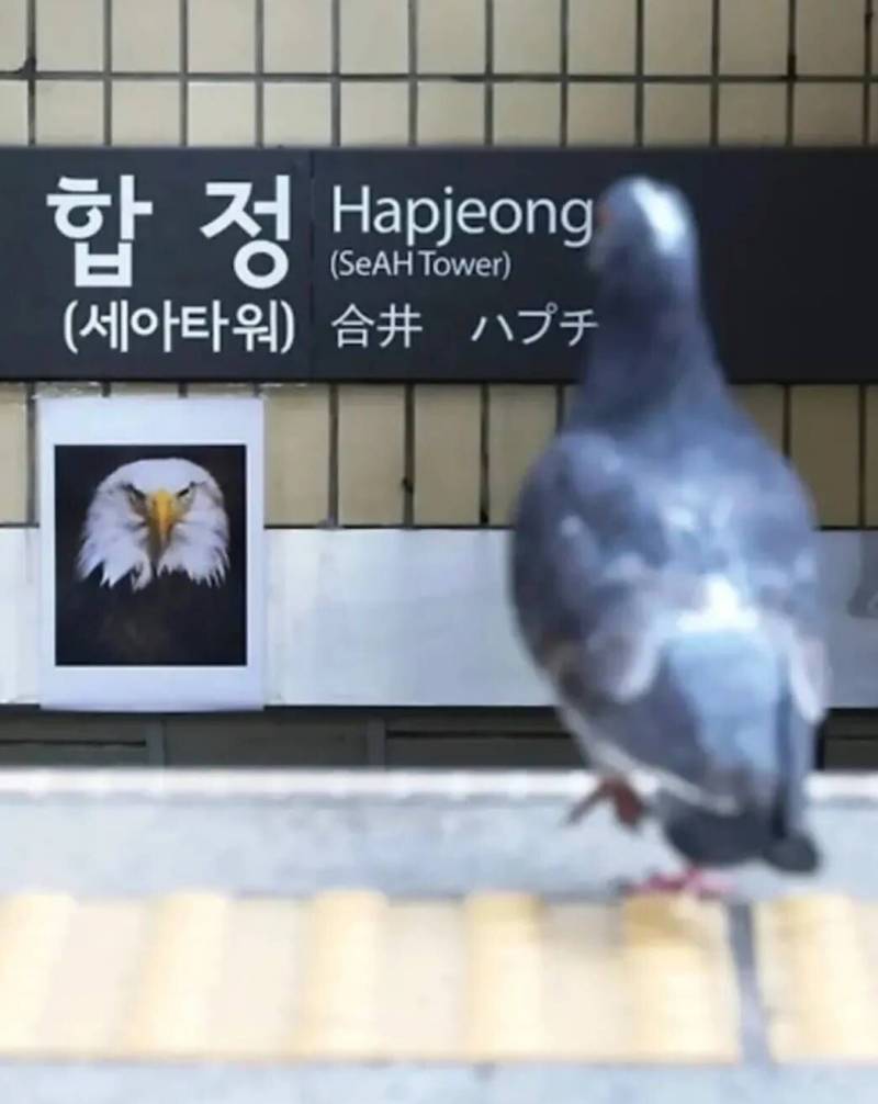 [잡담] 합정역에 독수리 사진 지금도 있어?? | 인스티즈