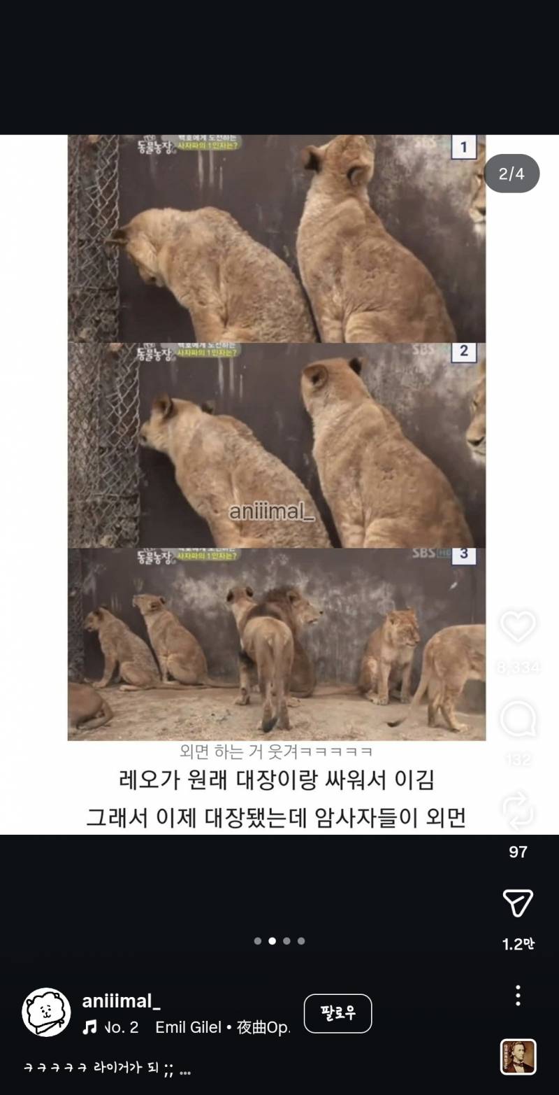 [잡담] 아 개웃겨 사자도 외모 보는구나 ㅋㅋㅋㅋㅋㅋㅋㅋㅋㅋㅋㅋㅋㅋ | 인스티즈