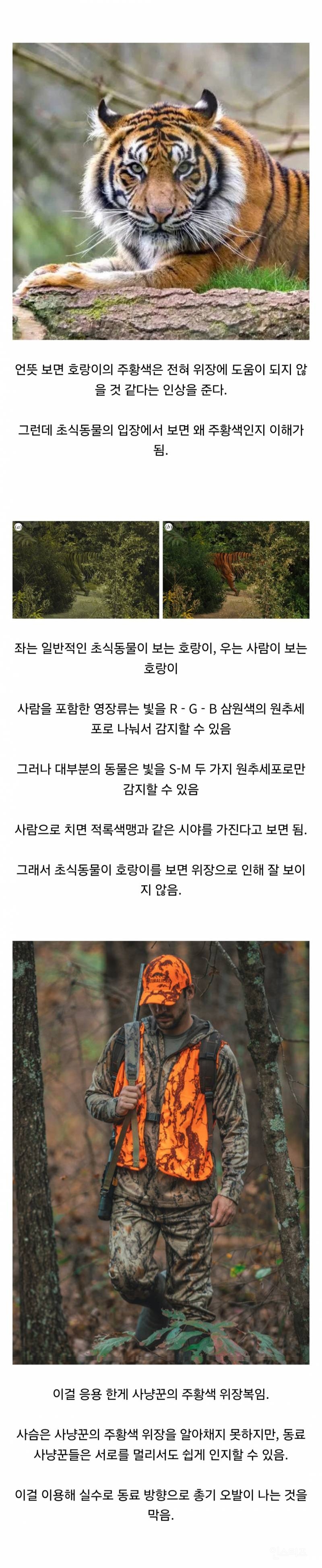 호랑이 털이 주황색인 이유 | 인스티즈