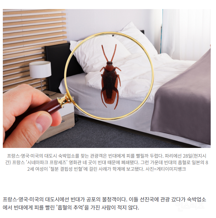 프랑스 '빈대 소동' 속…일본 여성, 빈대에게 피 빨려 '빈혈' 걸려 | 인스티즈