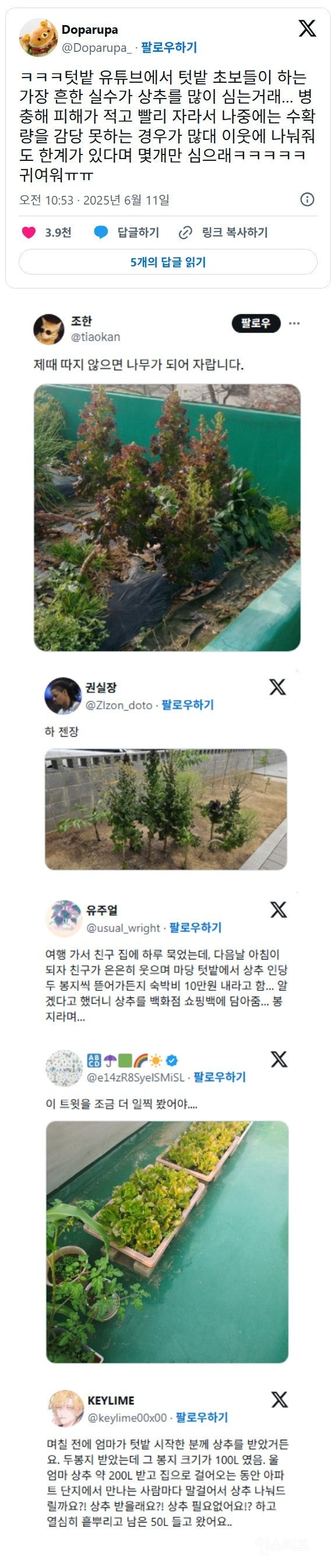 텃밭 초보들이 가장 많이 하는 실수 | 인스티즈