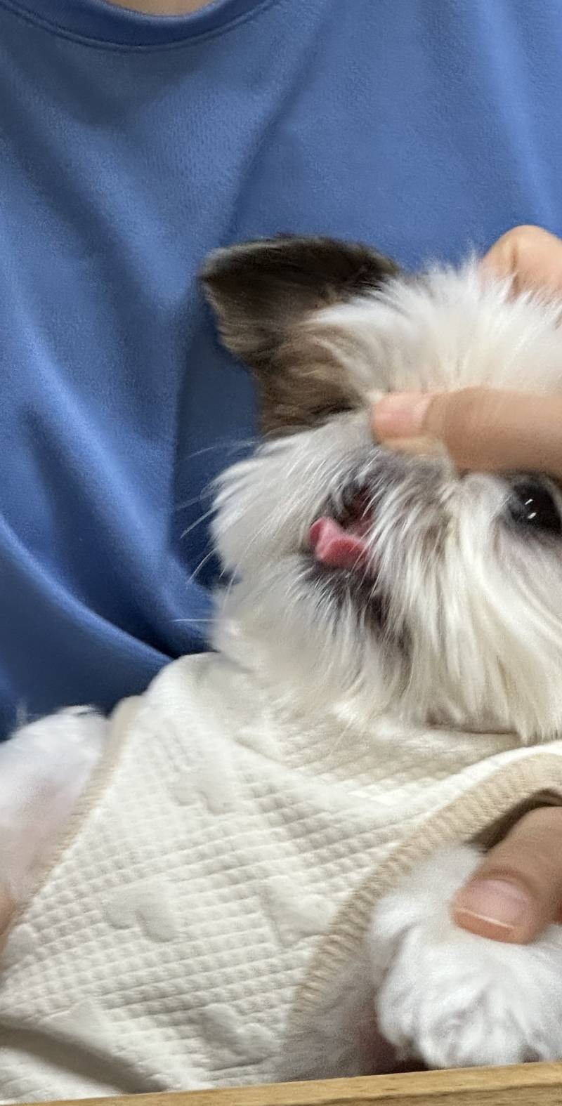 [잡담] 말랑콩떡 | 인스티즈