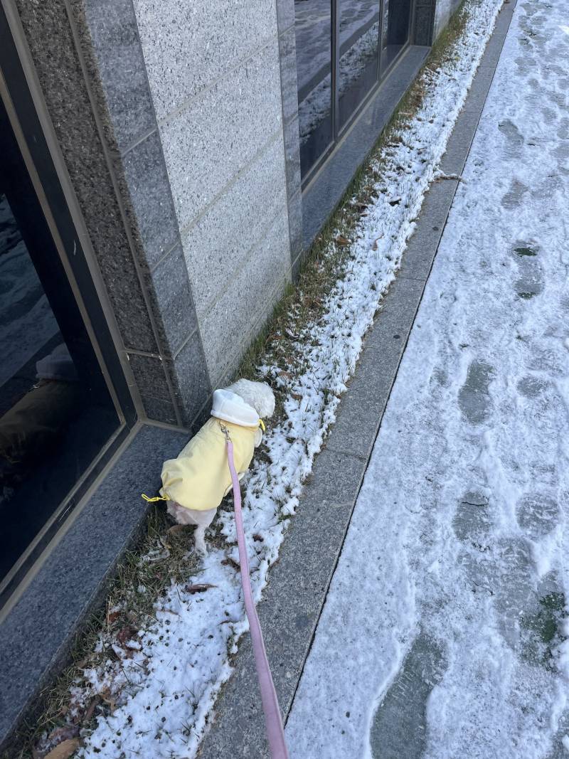 [잡담] 강아지의 눈 안 밟으려는 필사적인 노력 | 인스티즈