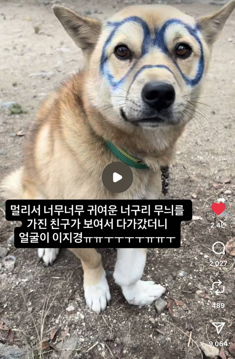 [잡담] 강아지 학대🔥 제발 진짜 제발 한번만 봐줘…천사들아 | 인스티즈