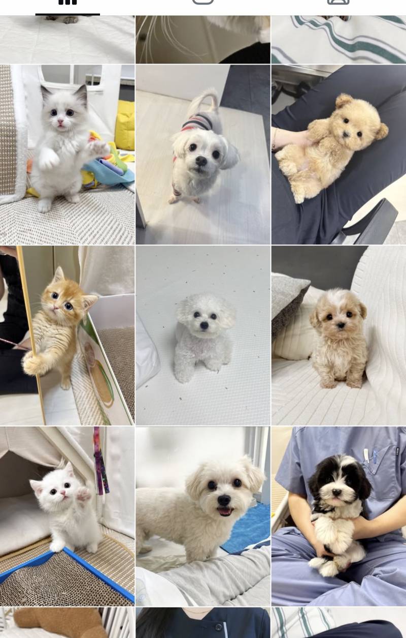 [잡담] 익들아 여기 무료분양 무료입양 동물보호소라는데 펫샵같아? | 인스티즈