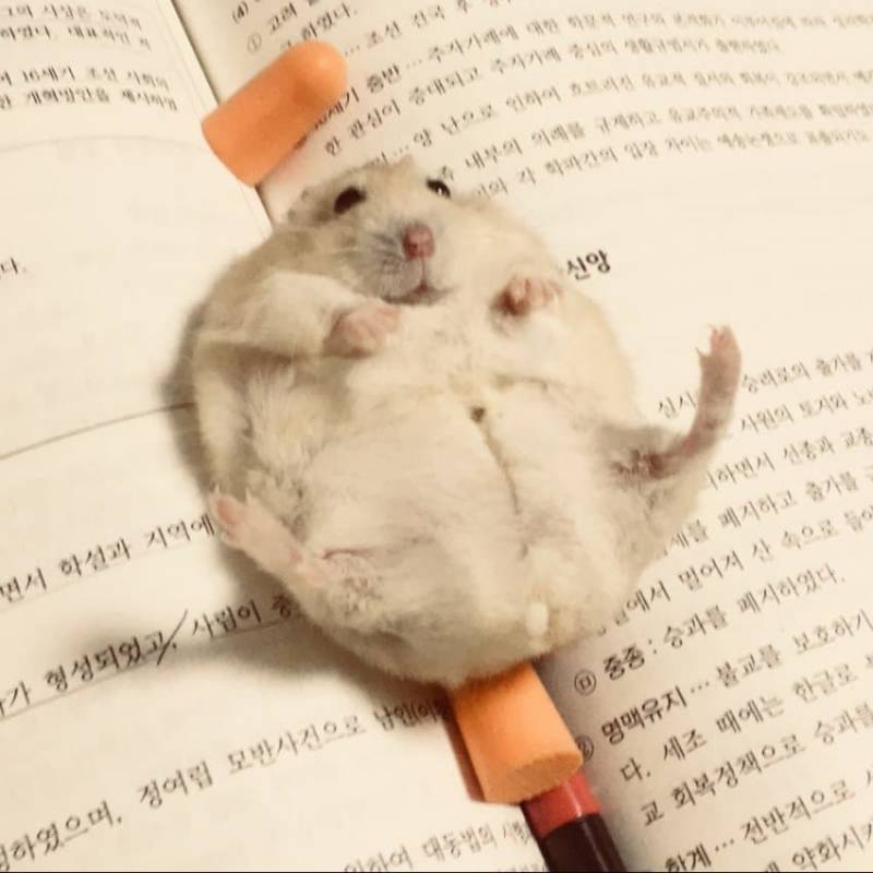 [잡담] 햄스터가 그렇게 귀여워? | 인스티즈