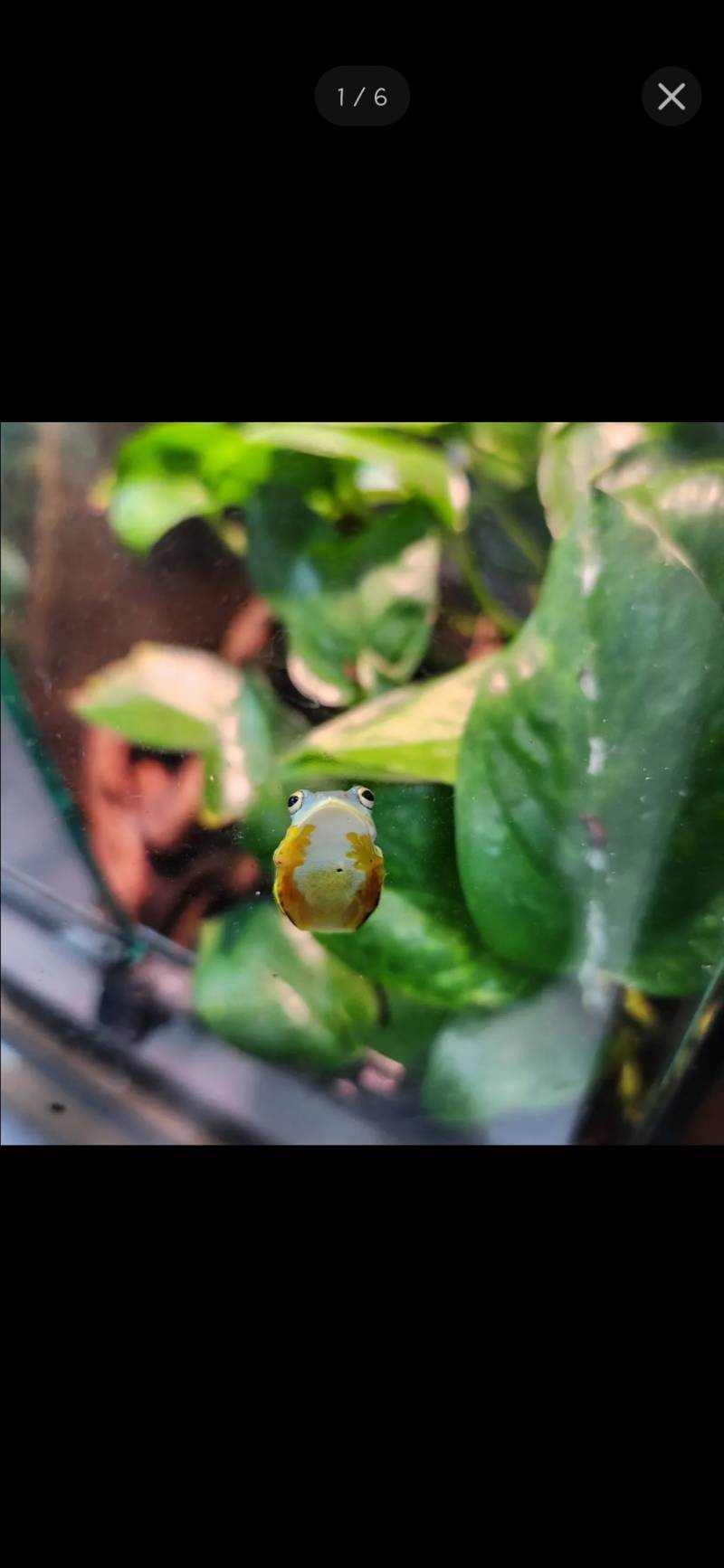 [잡담] 이 개구리 🐸 귀엽다 .. | 인스티즈