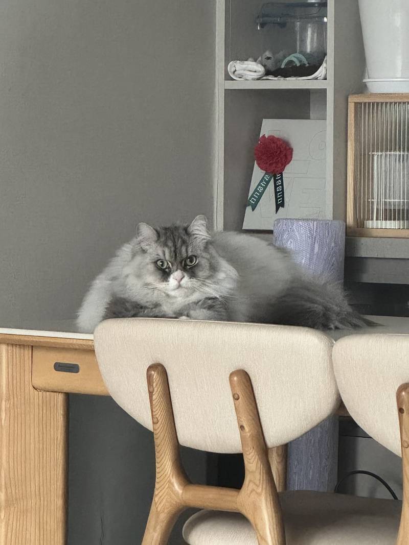 [잡담] 우리 집 고양이 레전드 뚱띠처럼 나옴 | 인스티즈